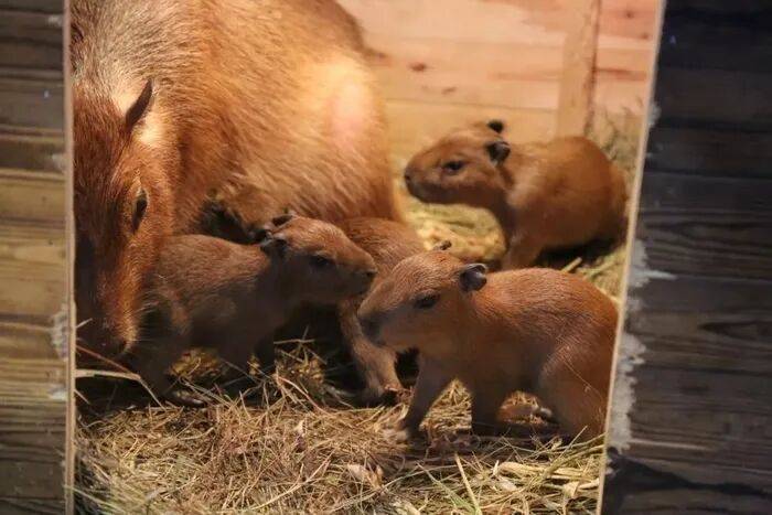 出生1小时就能独立行走<strong></p>
<p>赛为智能股票</strong>，济南动物园“果果”和“豚豚”的4只新生幼崽，周末和市民见面