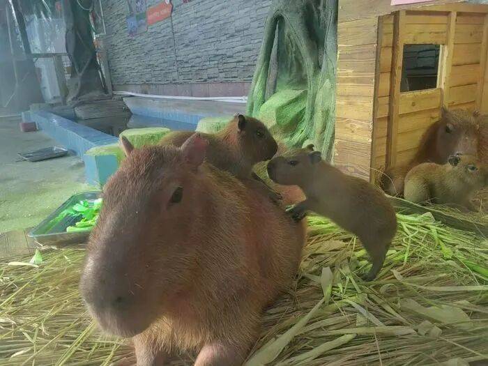 出生1小时就能独立行走<strong></p>
<p>赛为智能股票</strong>，济南动物园“果果”和“豚豚”的4只新生幼崽，周末和市民见面