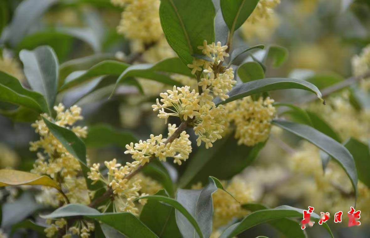 网友：为什么武汉的空气是甜的<strong></p>
<p>赛为智能股票</strong>？武汉人：因为秋天来了啊