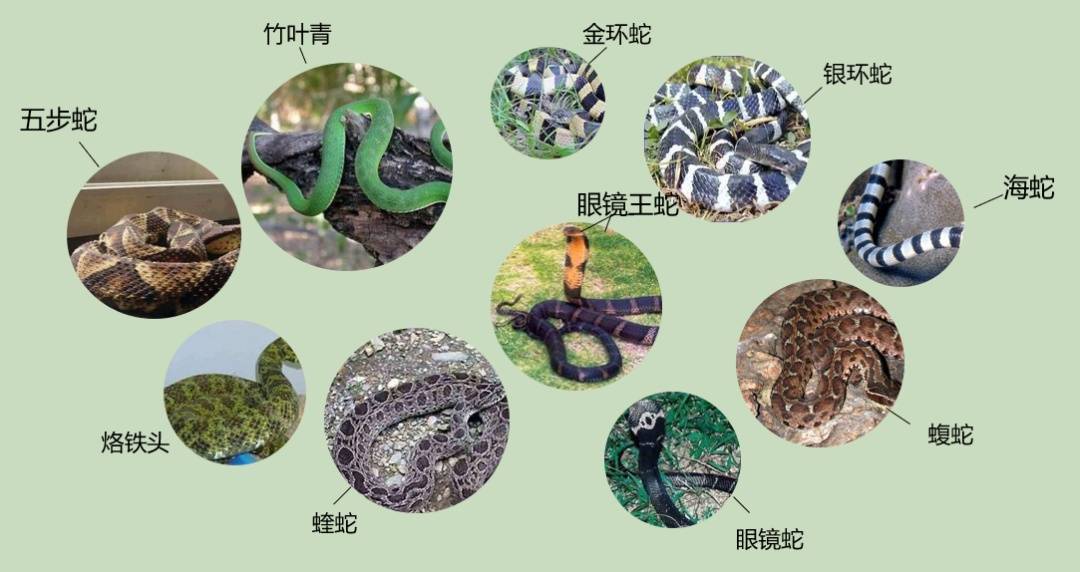 女子半夜上厕所<strong></p>
<p>贝因美股票</strong>，马桶里突然窜出一条蛇！