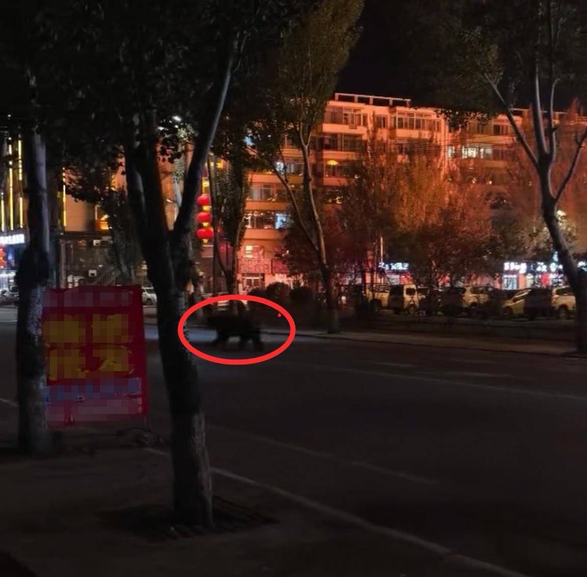 大黑熊夜里独闯黑龙江一县城闹市区<strong></p>
<p>海澜之家股票</strong>，警方连开10多枪击毙，回应为何没用麻醉枪