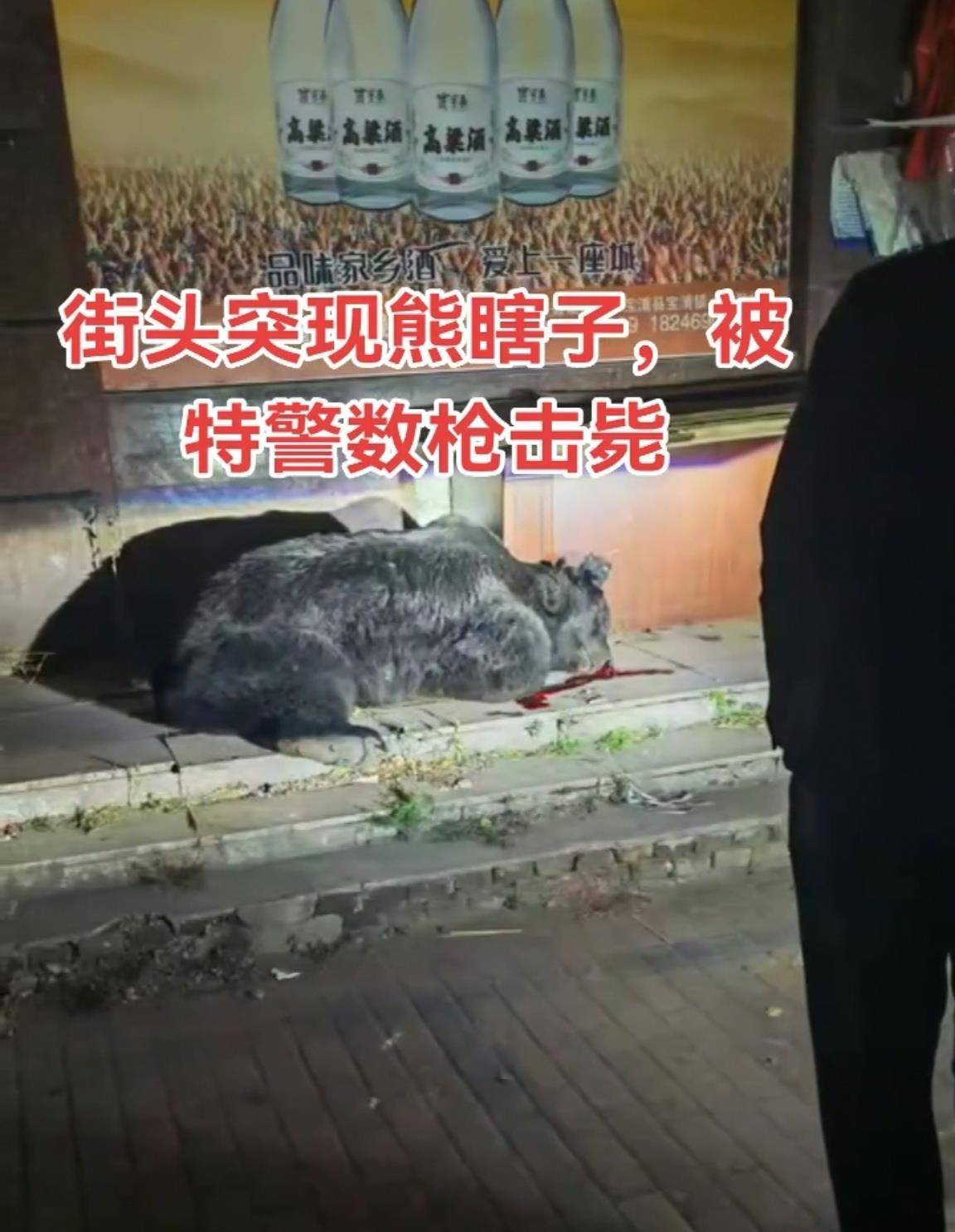 大黑熊夜里独闯黑龙江一县城闹市区<strong></p>
<p>海澜之家股票</strong>，警方连开10多枪击毙，回应为何没用麻醉枪