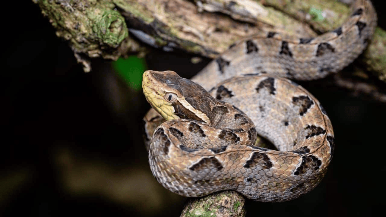 泰国女子在ATM机取钱<strong></p>
<p>君正集团股票</strong>，取款口突然窜出一条蛇