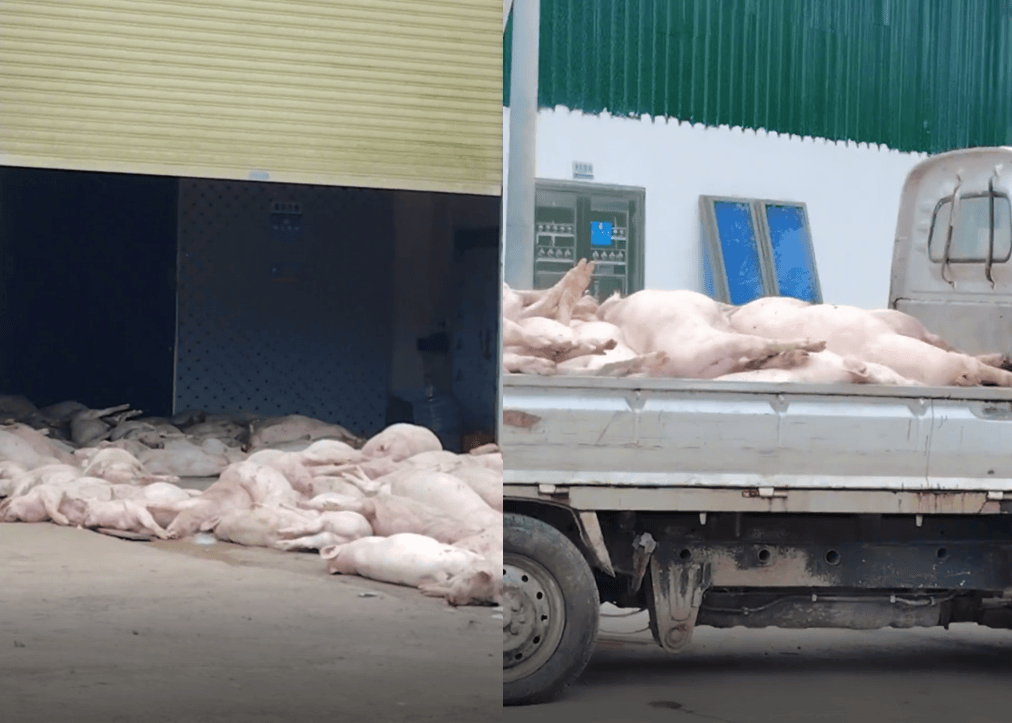 广东一食品企业出现大量死猪事件追踪:公安部门介入侦办<strong></p>
<p>昆仑万维股票</strong>,企业负责人被控制