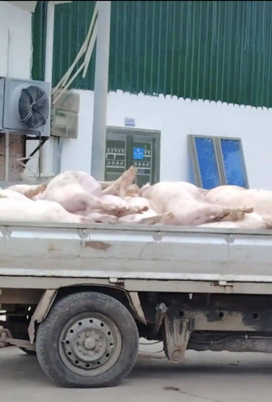 广东一肉联公司门口堆满死猪<strong></p>
<p>延华智能股票</strong>，官方：7人被控制