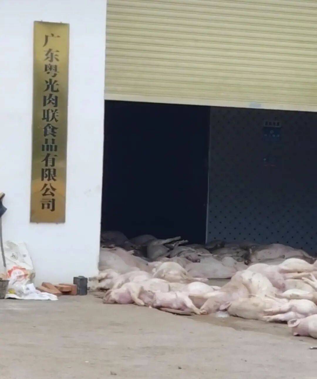 广东一肉联公司门口堆满死猪<strong></p>
<p>延华智能股票</strong>，官方：7人被控制