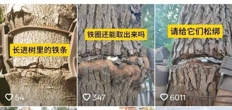 金属卡箍嵌进树里<strong></p>
<p>中国能建股票</strong>，苏州一网民发视频喊话相关部门给树木“松绑” ！当地回应：已全部拆除