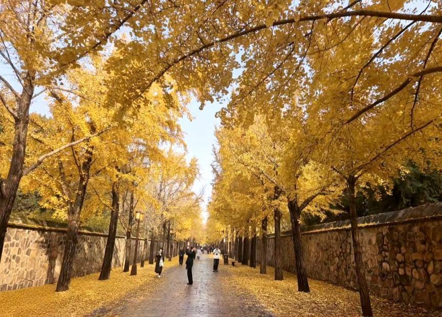 满大街都是银杏树<strong></p>
<p>久其软件股票</strong>，为什么还是濒危物种？