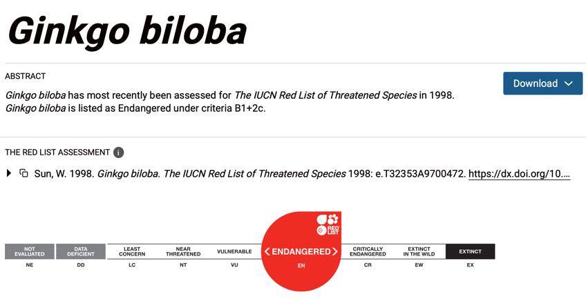 满大街都是银杏树<strong></p>
<p>久其软件股票</strong>，为什么还是濒危物种？