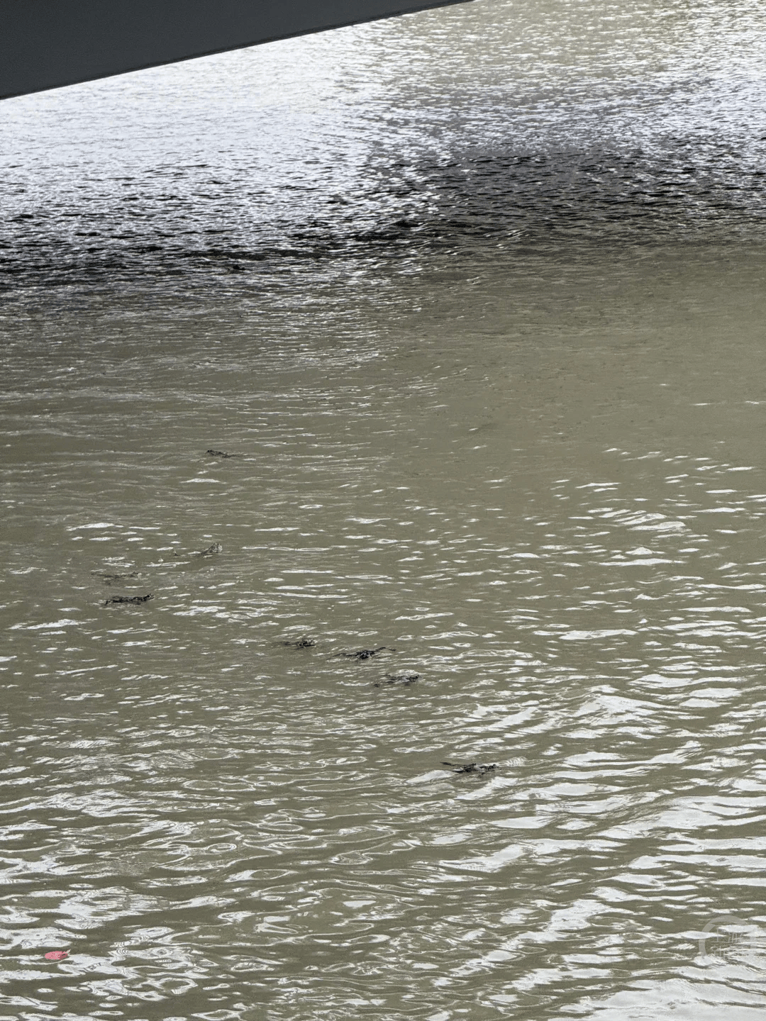 上海苏州河有人放生牛蛙？当地回应：严禁放生外来物种<strong></p>
<p>久其软件股票</strong>，市民可提供相关线索