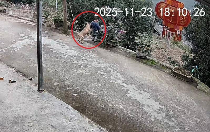 男童路边撒尿遭自家狗狗“偷袭”<strong></p>
<p>中国铁建股票</strong>，从背后推下近2米的高坎，家长：孩子没受伤