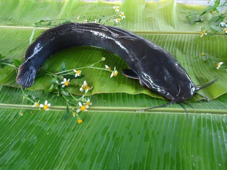 都江堰一水库被放生万斤外来物种埃及塘鲺？官方澄清：已进行阻止和打捞<strong></p>
<p>长虹股票</strong>，经鉴定是本地八须鲶