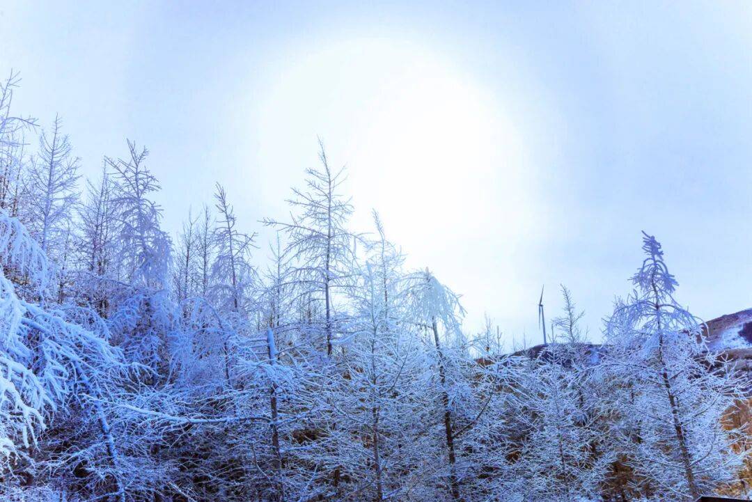 大雪隆冬至 梅香踏春来