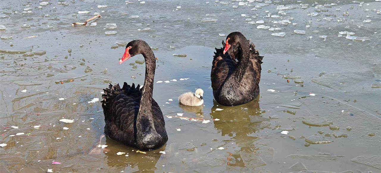 多只小天鹅被冻在公园冰面死亡？园方：已接到意见<strong></p>
<p>新浪财经股票</strong>，将进一步反馈