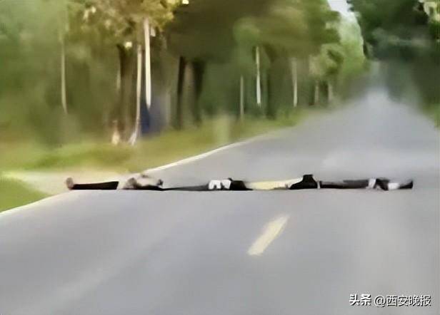 四名儿童排队横躺马路上扮演“减速带”<strong></p>
<p>中联重科股票</strong>，司机：“远看以为是塑料袋”